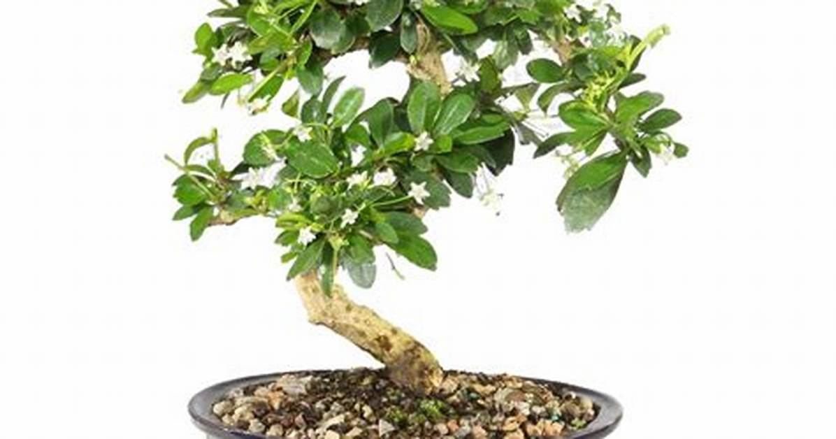 Fukien Tea