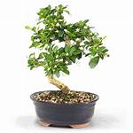 Fukien Tea