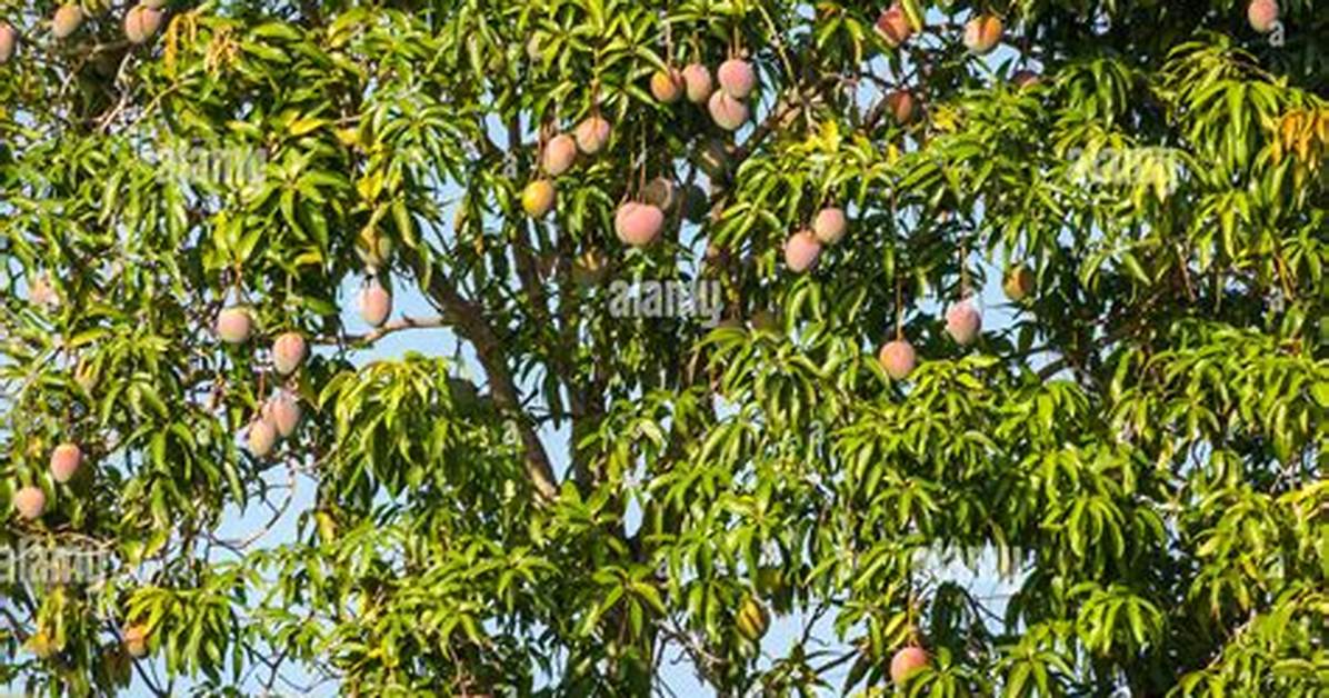 Full Mango Tree