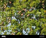 Full Mango Tree
