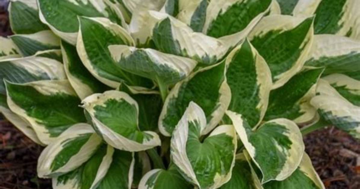 Full Sun Hostas