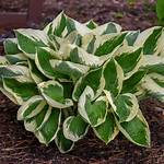 Full Sun Hostas