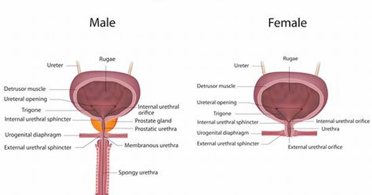 Function of Bladder