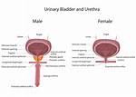 Function of Bladder