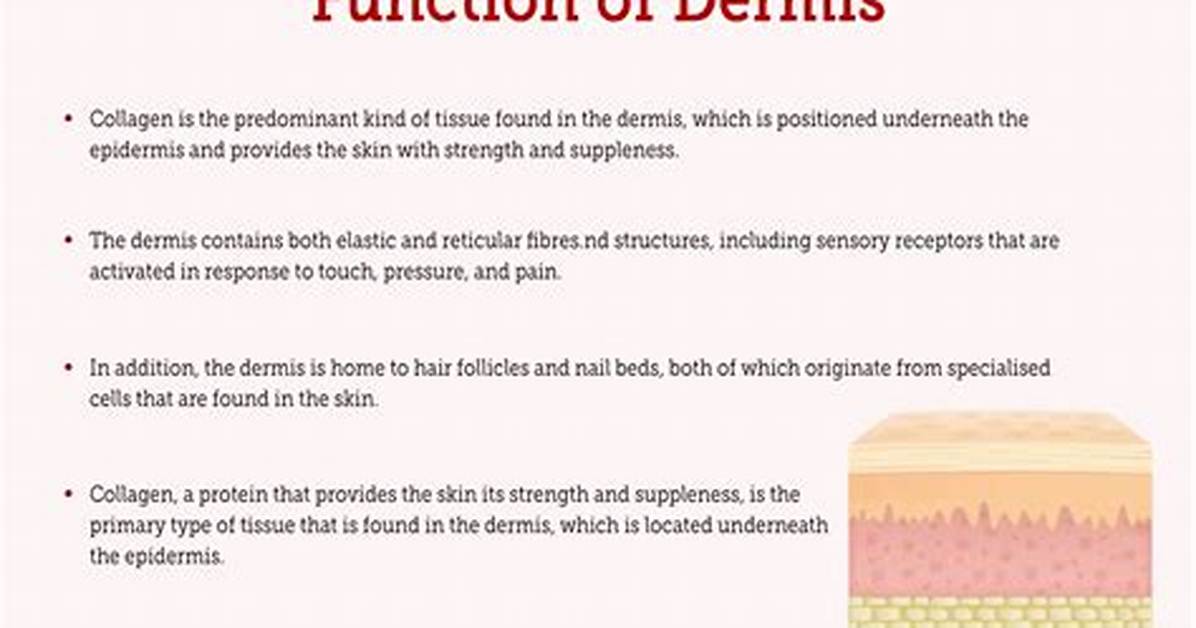 Function of Dermis