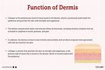 Function of Dermis