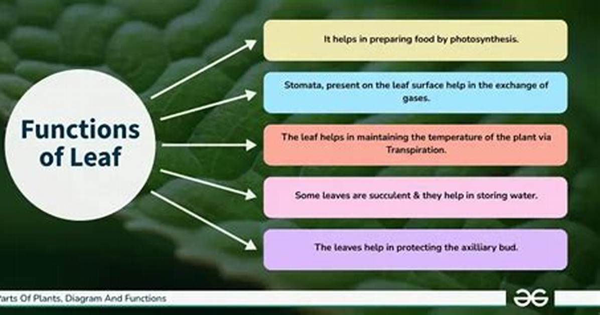 Function of Leaf