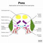 Function of Pons