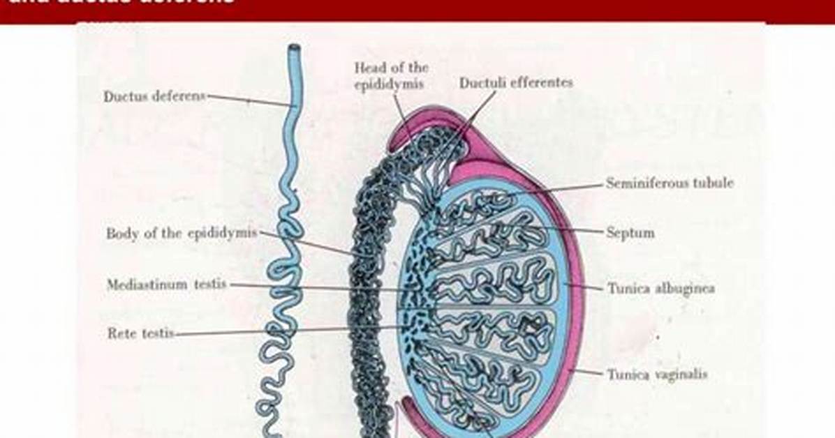 Function of Testes