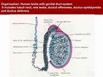 Function of Testes