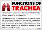 Function of Trachea