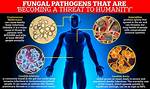 Fungal Problems