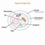 Fungi Cell