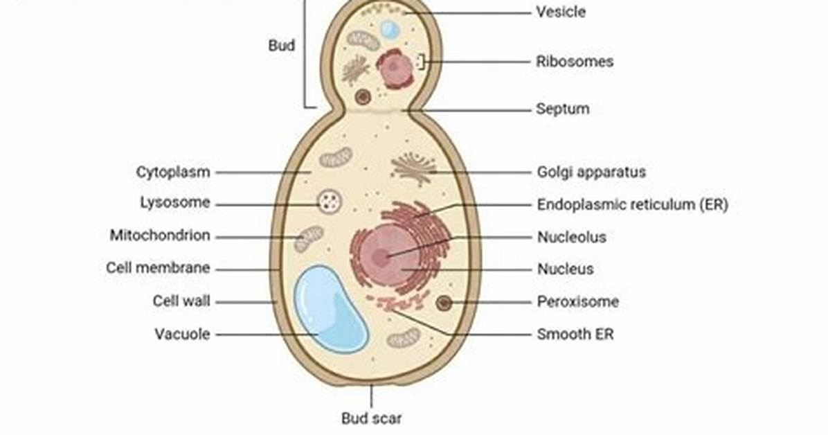 Fungus Cell