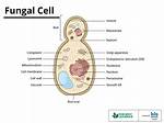 Fungus Cell