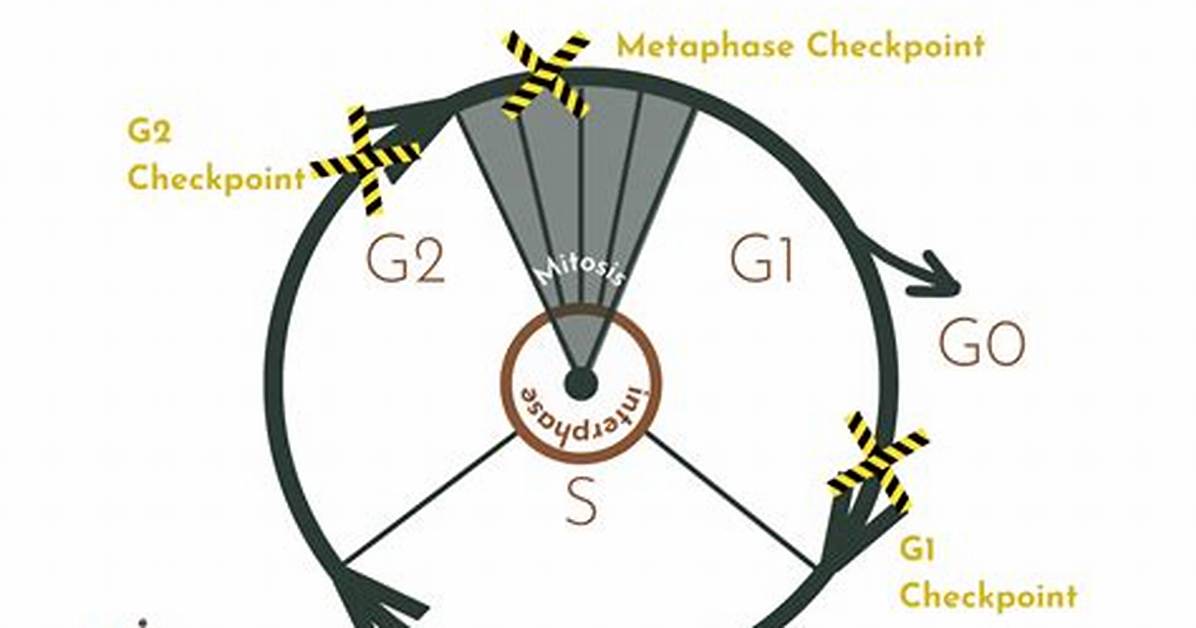 G1 Checkpoint