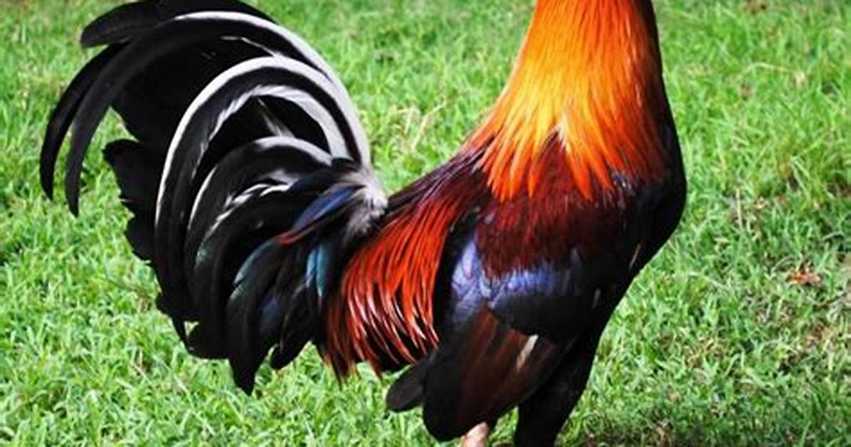 Game Rooster