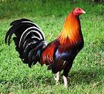 Game Rooster