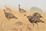 Gang of Wild Turkeys Terrorize Small Oregon Town