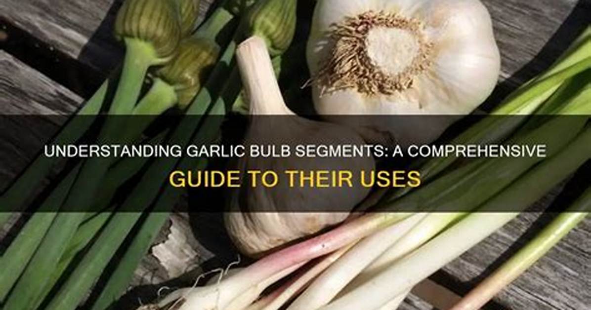 Garlic Bulb Segment