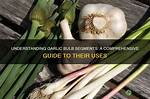Garlic Bulb Segment