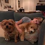 Gavin Mchugh Pets - Celebrity Pets