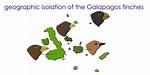 Geographic Isolation Examples