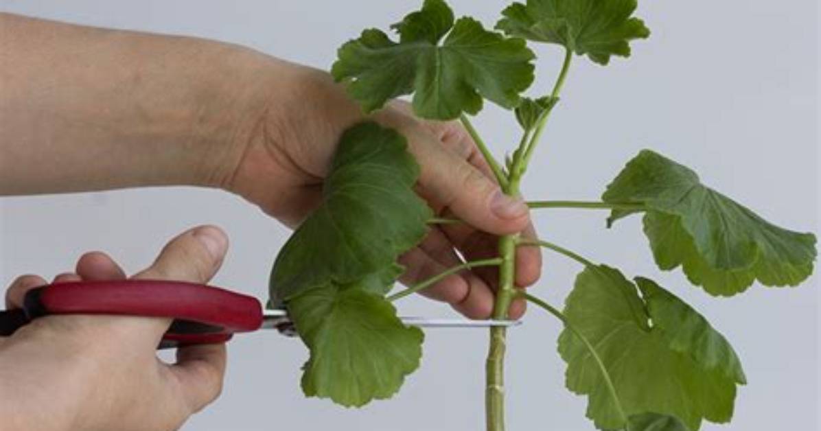 Geranium Cuttings