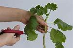 Geranium Cuttings