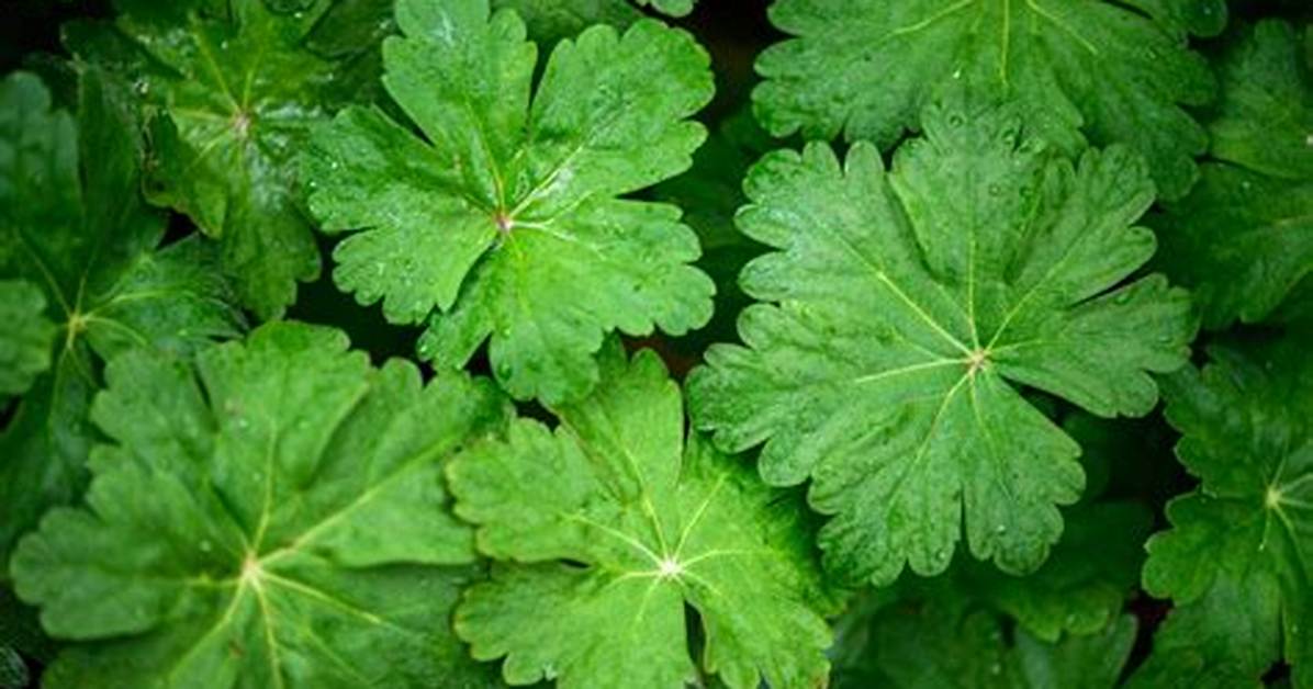 Geranium Leaves