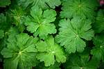 Geranium Leaves
