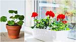 Geraniums Indoors