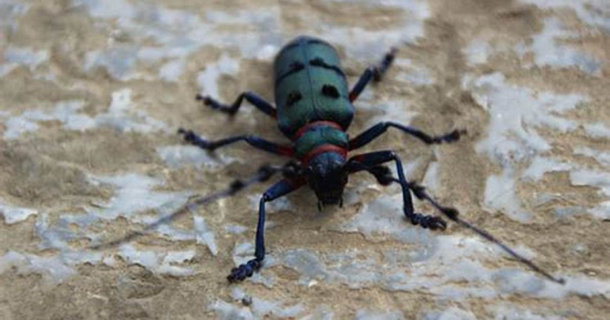 Get Lost Bug!