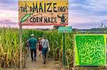 Get Lost in the Corn Mazes and Sunflower Fields of Greater Binghamton