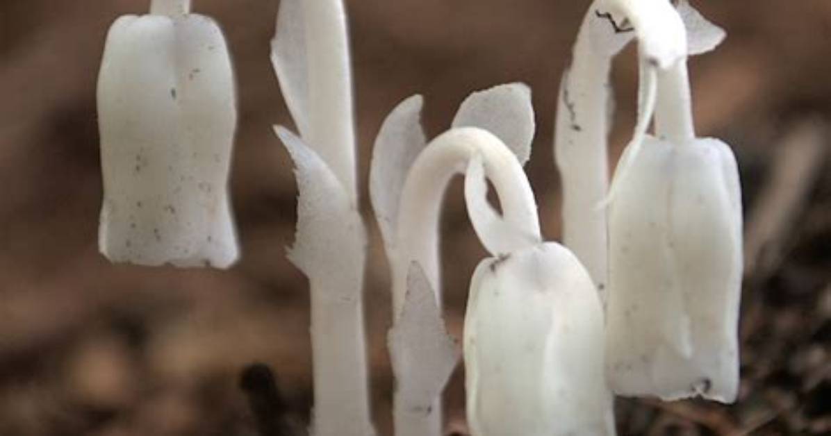 Ghost Pipe Plant
