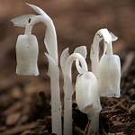 Ghost Pipe Plant