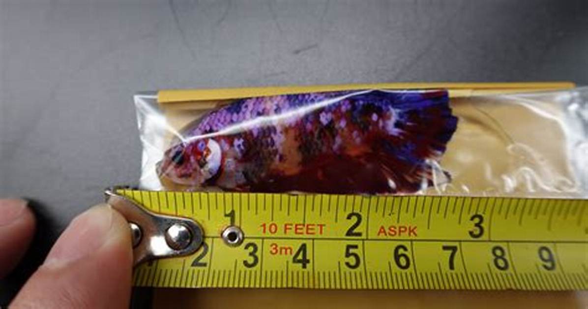 Giant Betta Fish