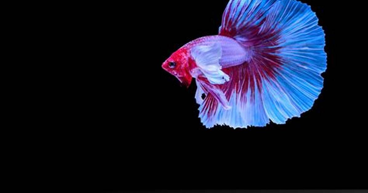 Giant Betta