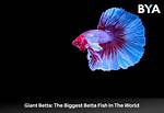 Giant Betta