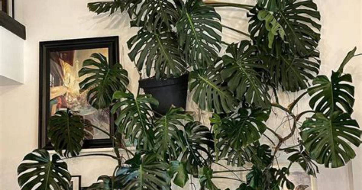 Giant Monstera