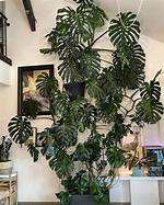 Giant Monstera