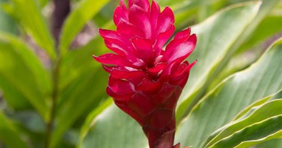 Ginger Flowers