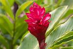Ginger Flowers