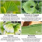 Ginkgo Trees Come in Different Shapes and Sizes
