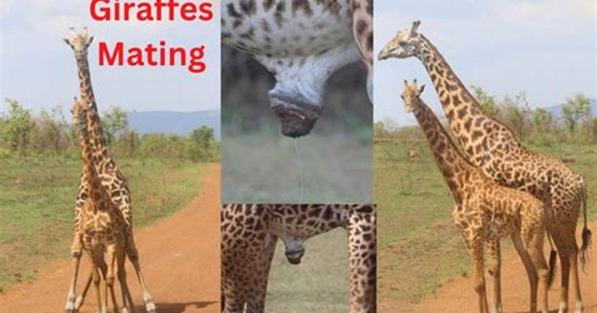 Giraffe Mating