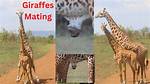 Giraffe Mating