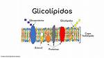Glicolipidos