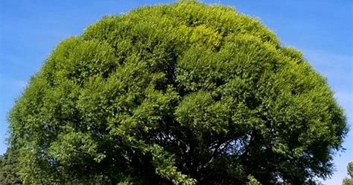 Globe Willow