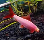Glofish Shark