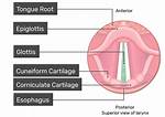 Glottis Function